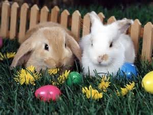 easter bunnies